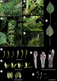 Image result for Achyrospermum laterale