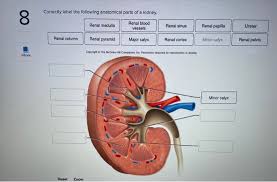 The renal veins are blood vessels that return blood to the heart from the kidney. Solved Correctly Label The Following Anatomical Parts Of Chegg Com
