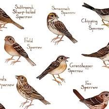 Types Of Birds And Their Meanings Sparrows Of North America Field Guide Art Print Bird Drawings Sparrow Art Sparrow Bird