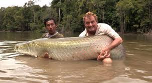 Kita semua tahu akan jenis ikan air tawar ini. Cara Menemukan Spot Menguntungkan Untuk Para Mancing Mania
