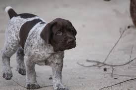 The father is a great bird dog and has sired many litters for a local kennel. Akc German Shorthaired Pointer Pups For Sale In Leesburg Virginia Classified Americanlisted Com