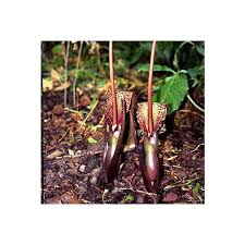 Image result for Sauromatum venosum