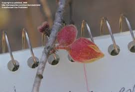 Image result for Sterculia rogersii