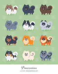 Pomeranians Art Print By Doggiedrawings On Etsy Pomeranian