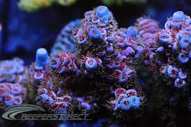 Image result for Acrotome tenuis