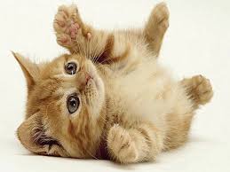 Maybe you would like to learn more about one of these? 11 Arti Mimpi Kucing Menurut Islam Hitam Mati Melahirkan Putih