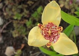 Please review the schedule and the details on our product pages for more information. Flower Bulb Yellow Spotted Blossom Floral Summer Flowering Plant Plant Petal Pxfuel