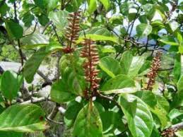 Image result for Erythrococca fischeri