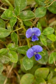 Image result for Vigna kirkii