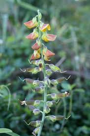 Image result for Crotalaria retusa L.