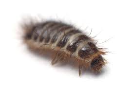 The original diy pest control supply store. How To Get Rid Of Carpet Beetles Pestxpert Pestxpert