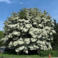 Image result for Cornus