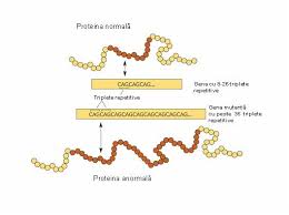 Check spelling or type a new query. Coreea Huntington Testare Genetica Analiza Synevo