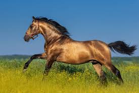 Image result for Equilabium selukwense