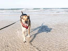Pet sitter, pet groomer, dog day care center. Fort Matanzas Bark Ranger U S National Park Service