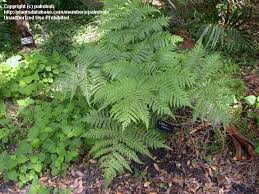 Image result for Haumaniastrum suberosum