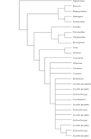 Image result for Vitellariopsis