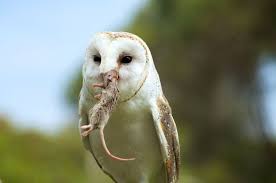 Check spelling or type a new query. Ini 7 Alasan Ilmiah Jangan Pelihara Burung Hantu