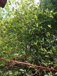 โดยล่าสุดต้นกระท่อมพันธุ์ก้านแดงที่เพาะจากเมล็ดไว้ มากกว่า 10,000 ต้น ความสูงเฉลี่ย 30 เซนติเมตร มีลูกค้าสนใจสั่งจองซื้อต้น. à¸• à¸™à¸à¸£à¸°à¸— à¸­à¸¡ Twitter Search