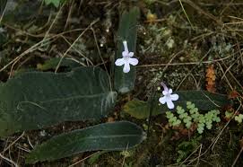 Image result for Streptocarpus hirticapsa
