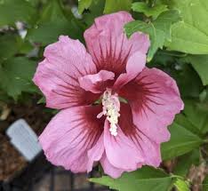 Image result for Hibiscus mutatus