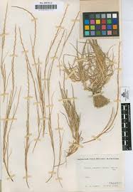 Image result for Rottboellia