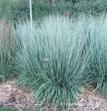 Image result for Schizachyrium
