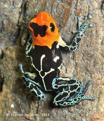 Fantastic Poison Frog Amphibians Poison Frog Reptiles And Amphibians