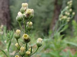 Image result for Erigeron sumatrensis