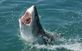 Pin On Great White Shark