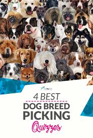 4 Best Dog Breed Quiz Online Websites To Help You Choose The Right Dog Dog Breed Quiz Dog Breeds Best Dog Breeds