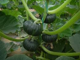 The soil preparation you created in the fall is going to provide a lot of initial nutrients, but you will still need to get it on a regular fertilization schedule due to the amazingly fast growth of a pumpkin. How To Successfully Plant And Grow Pumpkins Miss Chen Garden Manage Gfinger Es La App De Jardineria Mas Profesional