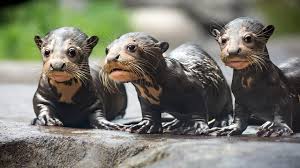 If you've ever been scuba diving or snorkeling, you know that donning a pair of large fins makes you swim far faster than your own feet, which are designed for land. Endangered Giant River Otter Pups Youtube