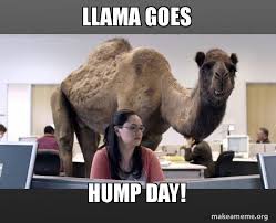 A person who randomly throws their drama on others much like the way a llama randomly spits. Llama Goes Hump Day Hump Day Camel Make A Meme
