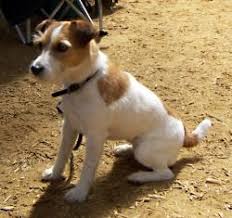 Find a jack russell on gumtree, the #1 site for dogs & puppies for sale classifieds ads in the uk. Honey Tree Jack Russell Terriers About Jrts From Breeder Site That Looked Interesting Jack Russell Terrier Puppies Jack Russell Puppies Jack Russell Dogs