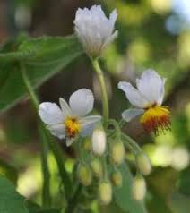 Image result for Sparrmannia africana