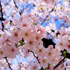 Musim bunga sakura di cibodas. Menikmati Bunga Sakura Di Kebun Raya Cibodas Gado2 Ahmandonk