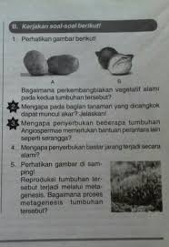 Kunci jawaban tema 1 kelas 6 sd/mi halaman 50, subtema 1 tumbuhan sumber kehidupan. Bagaimana Perkembangbiakan Vegetatif Alami Pada Kentang Dan Bawang Merah Kalo Bisa Jawabin Semua Brainly Co Id