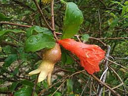 Image result for Punicaceae