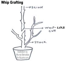 288 x 432 jpeg 27 кб. How To Graft Rose Plants With Easy Artificial Propagation Methods Gardenerdy