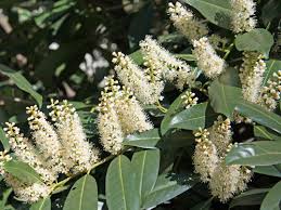 Il mughetto, ad esempio, è utilizzato in cosmetica proprio per l'essenza meravigliosa che si può estrarre dai suoi fiori candidi. 5 Piante Da Siepe In Vaso Sempreverdi One Giardinaggio