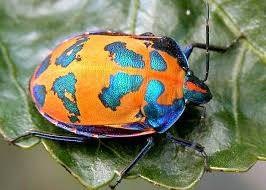 The harlequin beetle (acrocinus longimanus) is a tropical longhorned beetle native from southern mexico to uruguay. Cotton Harlequin Bug Tectocoris Diophthalmus