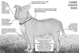 Symptoms depend on the lymphoma's location. The Canine Cancer Crisis Whole Dog Journal