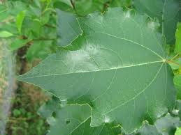 Image result for Populus ×  canescens