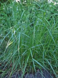 Although nothing can guarantee a perfect lawn, here are some tips that tamp the soil to lock the seed underneath, and level as much as possible. Lolium Perenne Wikipedia