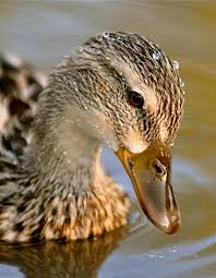 Evan Thompson Photography Llc Fine Art Photo 40 Duck Art Duck Bird Pet Ducks