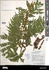 Image result for Tectaria gemmifera