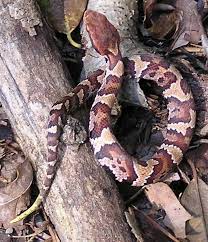 Water Moccasin A Piscivorus Neonate Note The Yellow Tail Tip Poisonous Snakes Snake Facts Snake
