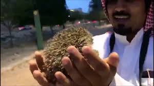 يندرج السبانخ ضمن الأطعمة التي تُصنَّف على أنَّها أطعمة عالية الفائدة، حيثُ إَّنها من الأطعمة الغنية جدًا احتواء السبانخ على نسبة كبيرة من البيورين يزيد من خطر تفاقم حالة النقرس لدى المرضى المصابين به، وعلى ذلك من المهم الحذر من. Ø§Ù„Ù‚Ù†ÙØ° Ø§Ù„Ø¹Ø¯Ùˆ Ø§Ù„Ù…Ø±Ø¹Ø¨ Ù„Ù„Ø£ÙØ§Ø¹ÙŠ ØµØ¯ÙŠÙ‚ Ø§Ù„Ø§Ù†Ø³Ø§Ù† Arabia S Hedgehogs Youtube