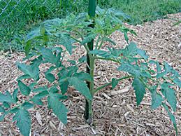 Topping tomato seedlings with yeast. How To Make Homemade Tomato Fertilizer Veggie Gardener Forum